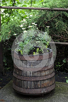 Chamomile in wooden barrel