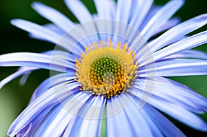 Chamomile with yellow center macro photo close up wallpapers