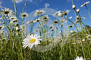 Chamomiles against the blue sky, view from below