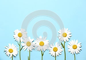 Chamomiles,camomiles,daisy flowers on blue background empty space.Flower field,summer backdrop,floral wallpaper