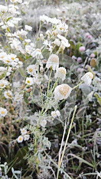 Chamomiles covered with hoarfrost in the morning light