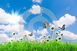 Chamomiles daisies macro in summer spring field on background blue sky with sunshine and a flying butterfly