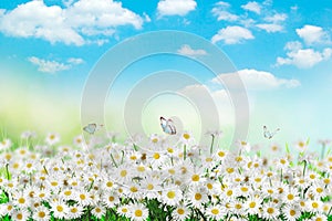 Chamomiles daisies macro in summer spring field on background blue sky with sunshine and a flying butterfly, nature panoramic view