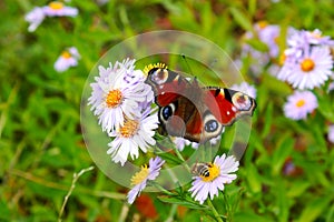 Chamomiles daisies macro in summer spring field and beautiful butterfly -diurnal peacock eye- with bee sitting on the