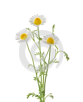 Chamomiles daisy flower isolated on white background