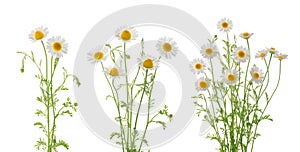 Chamomiles daisy flowers isolated on white background set