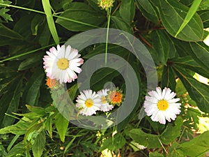 Chamomiles flowers closeup. Beautiful nature scene with blooming medical chamomiles in sun day. Summer background.