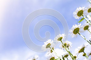 Chamomiles grow in a clearing against the blue sky, bottom view. Summer wildflowers daisies, medicine plants grow up to the sun.