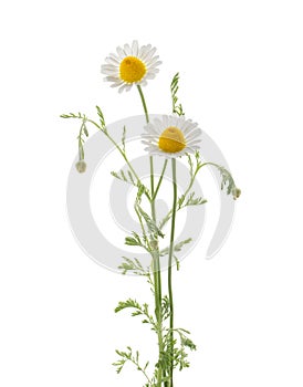 Chamomiles isolated on white background without shadow with clipping path