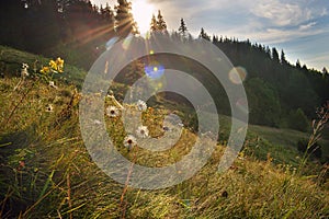 Chamomiles in a meadow in the first rays of sun in the mountains.