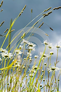 Chamomiles, meadow grass bottom view against the dark blue sky with clouds, rainy windy day