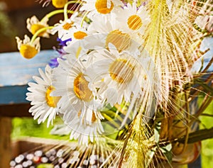 Chamomiles in sunlight morning rays