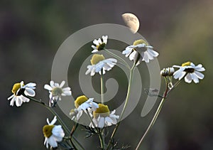 Chamomiles under the moon