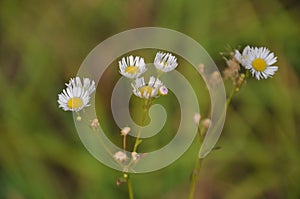 Chamomiles wildflowers closeup