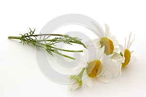 Chamomiles, wildflowers on a white background