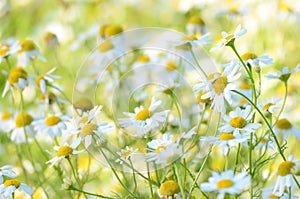 Chamomilla flowers on meadow