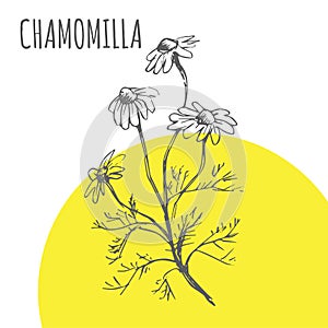 Chamomilla vector sketch botanical herb spice