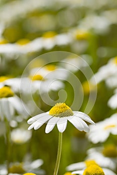 Chamomille flower field