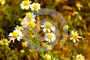 Chamomille flower in a garden