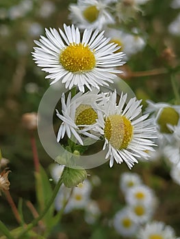 Chamomille flowers photo