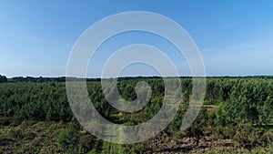 Field of fir treesclose to Le Buisson-de-Cadouin in the Black Perigord France