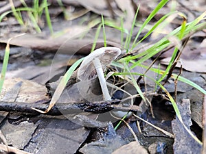 Champ hungus natural micology biology