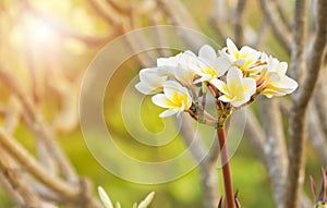 Champa flower