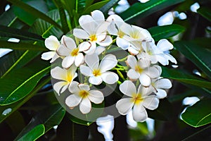 Champa flower beautiful background green