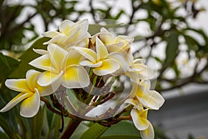 Champa flower with blur background