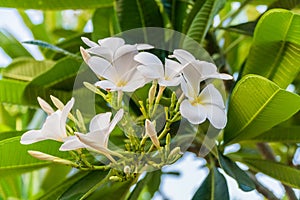 Champa flower in garden thailand (Leelawadee flower)