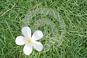 Champa flower on grass