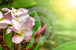 Champa Flower Pink Flower.