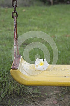 Champa or Plumeria flowers