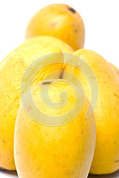 Champagne ataulfo mangos white background