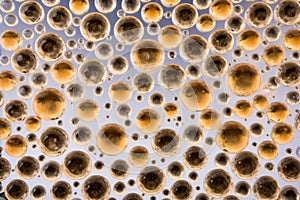 champagne bubbles on a flutes surface