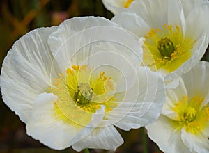 Champagne Bubbles White Iceland Poppy flowers close up.