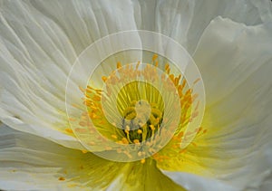 Champagne Bubbles White Iceland Poppy flowers close up.