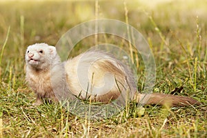 Champagne color ferret relaxing on summer meadow grass