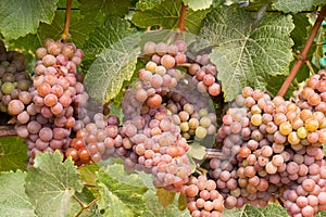 Champagne Colored Wine Grapes Ripe and Ready for Harvesting.