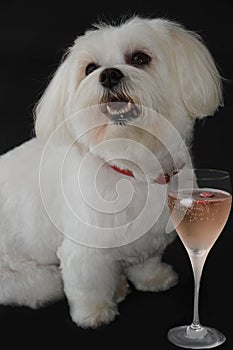 Champagne for the  dog lady