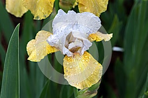 `Champagne Encore` iris blooming. Raindrops on petals. Green plants in background.