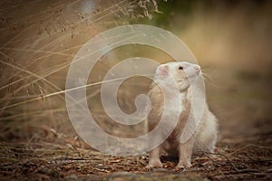 Champagne ferret on location of forest footpath posing for portrait