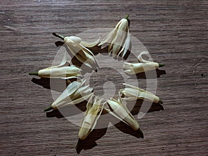 champagne flowers on the table