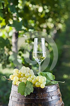 Champagne Flutes and old barrel