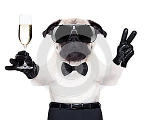 Champagne glass dog