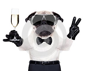 Champagne glass dog img