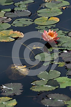 Champagne gold color water lily