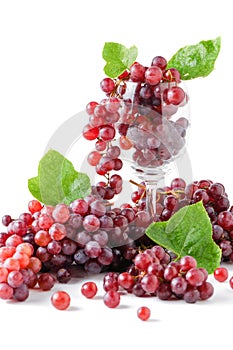 Champagne Grapes in wine glass isolated