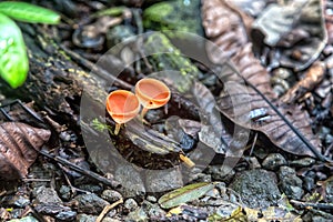 Champagne Mushroom