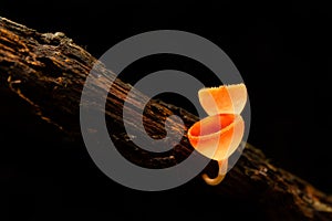 The Champagne mushroom growing on tree stump, On black background